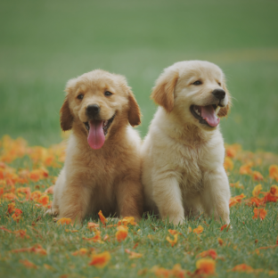 犬猫好き必見!!立体的な肉球を使った足型メモリアルグッズ
