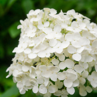 新商品！手形足形アート『 Annavel 』