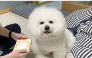 型取り動画
